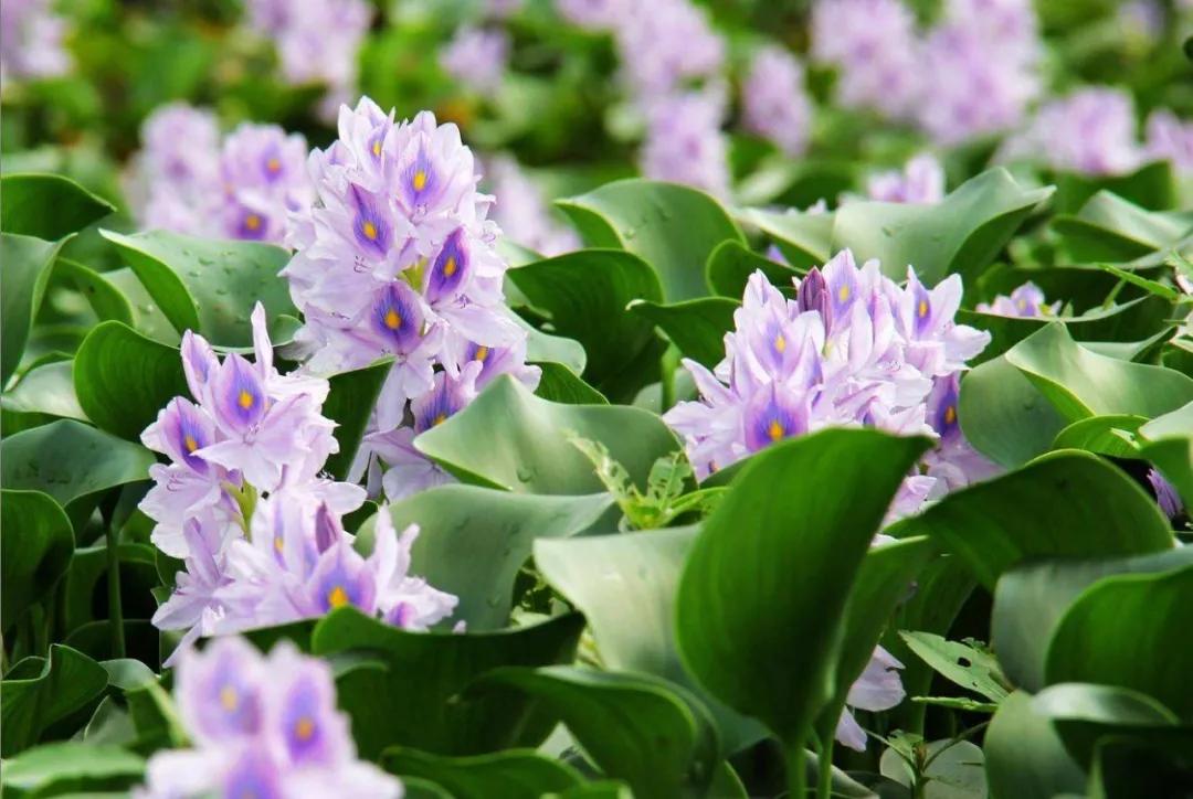 50种·蓝紫色系植物,尊享高贵典雅浪漫的视觉盛宴