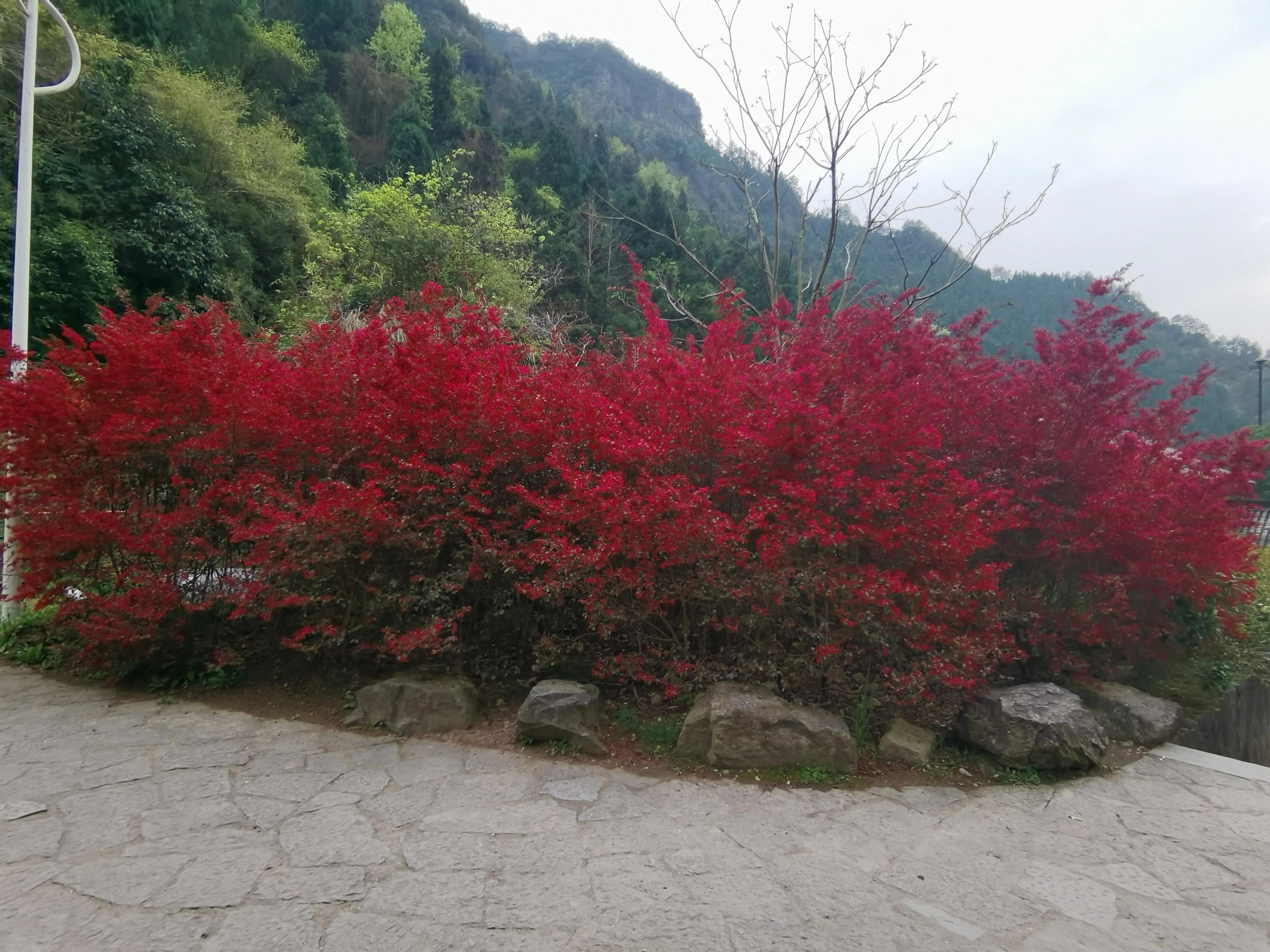 红花檵木和白色檵木区别,红花檵木苗价格