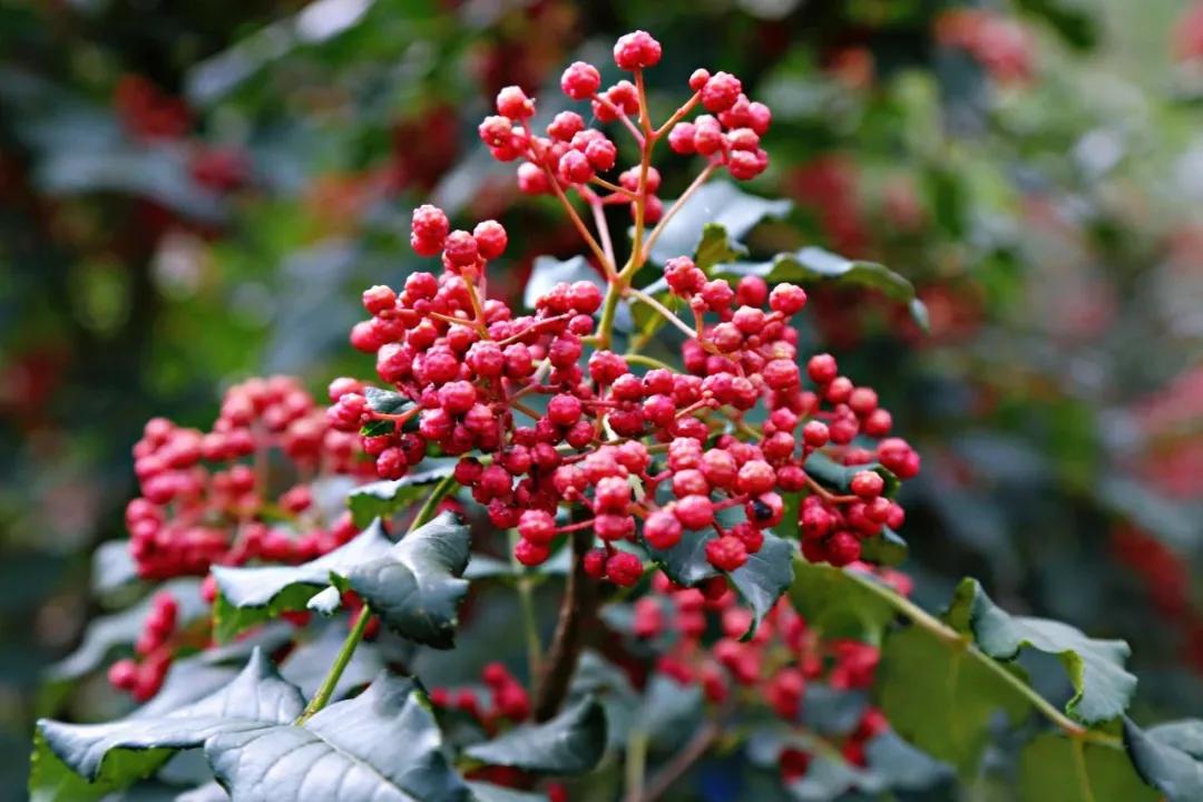 这就是幸福武都!