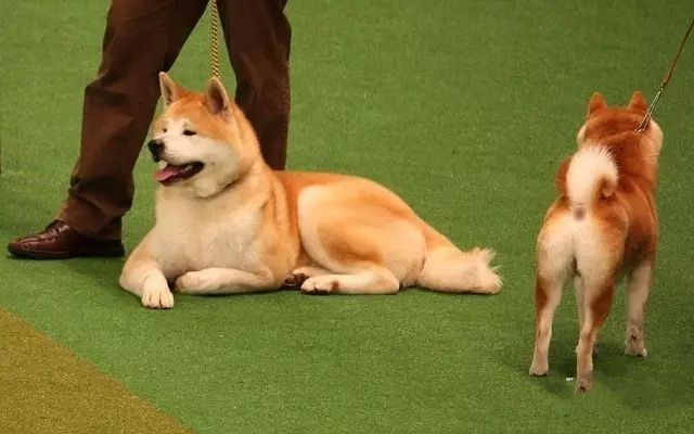 秋田柴犬和柯基哪个更倔,秋田柴犬和柯基的区别