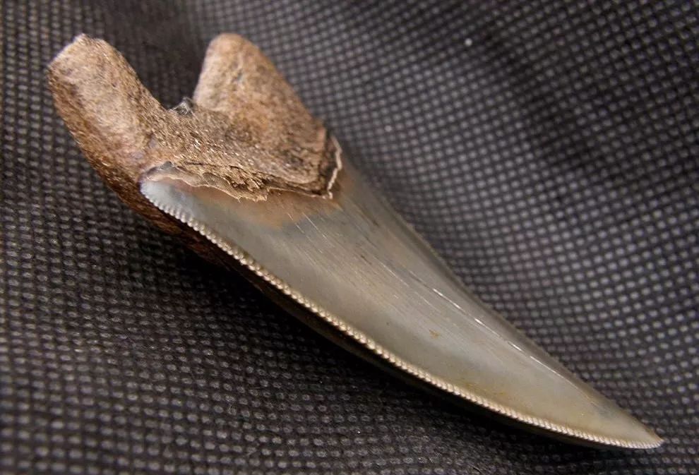 巨齿鲨的咬合力有没有超过霸王龙,远古海洋霸主巨齿鲨为母鲨复仇