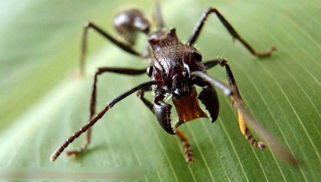 常见蚂蚁图鉴,蚂蚁vs其他种类蚂蚁