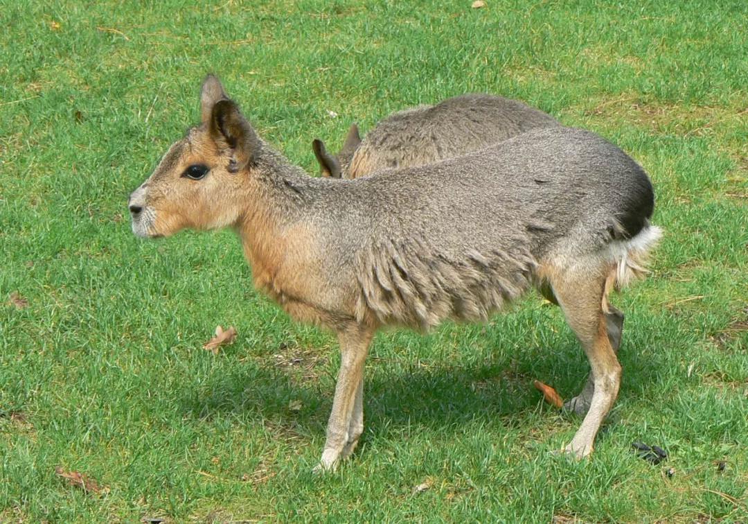 动物界一生一夫一妻制的动物,坚守一夫一妻