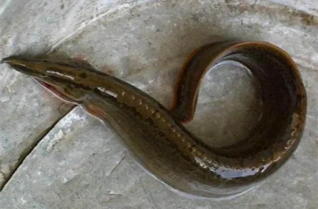 鱼怎么区别草鱼鲫鱼鲤鱼,怎样分辨草鱼和鲤鱼