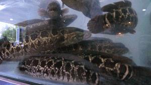 味寻千百度,阜阳这家渔锅好吃到爆!19.9抢购108元渔锅手慢无!