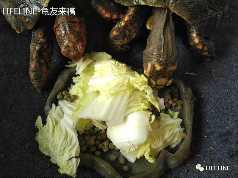 红腿陆龟怎么养活,新手养红腿陆龟准备什么