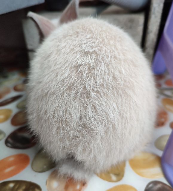 养一只兔子需要什么,养了一只兔子到底有多可爱