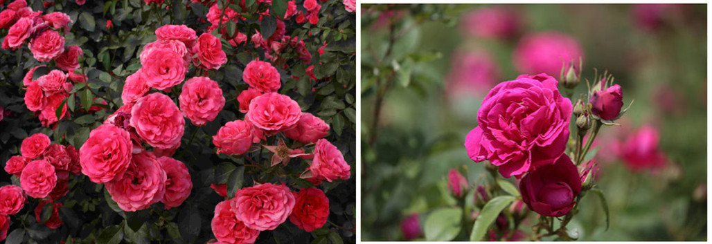 鐪熷亣鍏富浣犺兘鍒嗚鲸寰楀嚭鏉ュ悧,鑻卞浗濂崇帇鐜懓