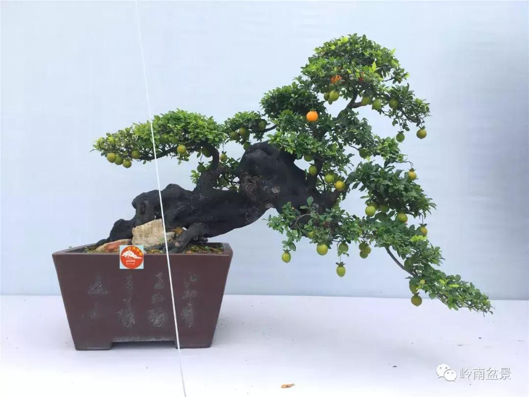 临水式金弹子盆景图片大全欣赏,看盆景展里赏心悦目的盆景