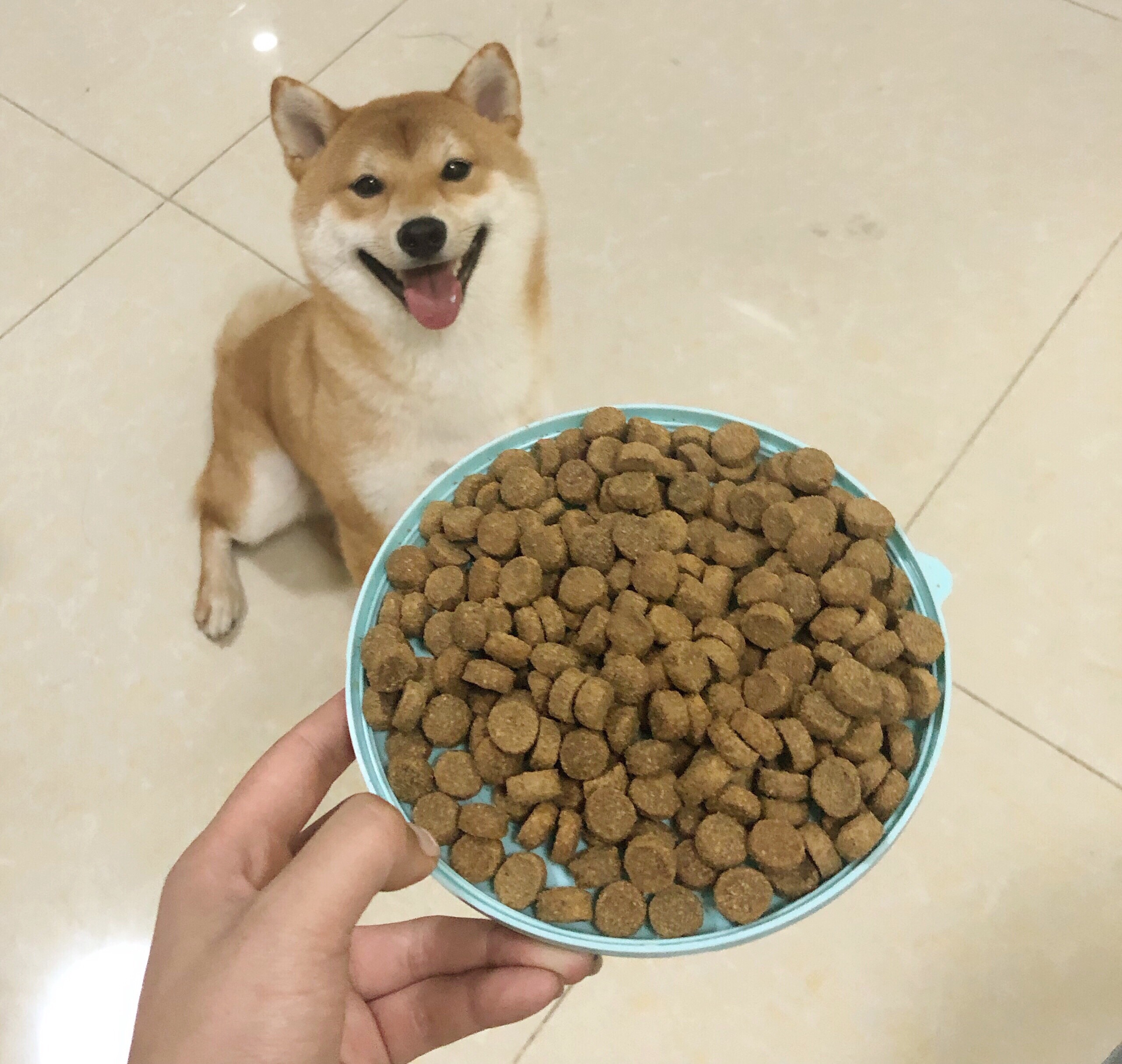 狗狗不吃狗粮怎么办小视频,狗狗不吃狗粮怎么办博美