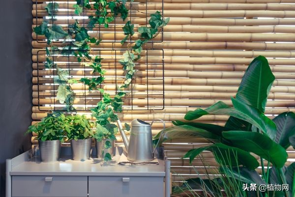 假期出门好几天怎么给花浇水,出远门植物浇水小妙招