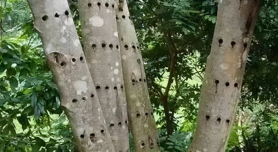 黎人采香,香文化是中国古代文化