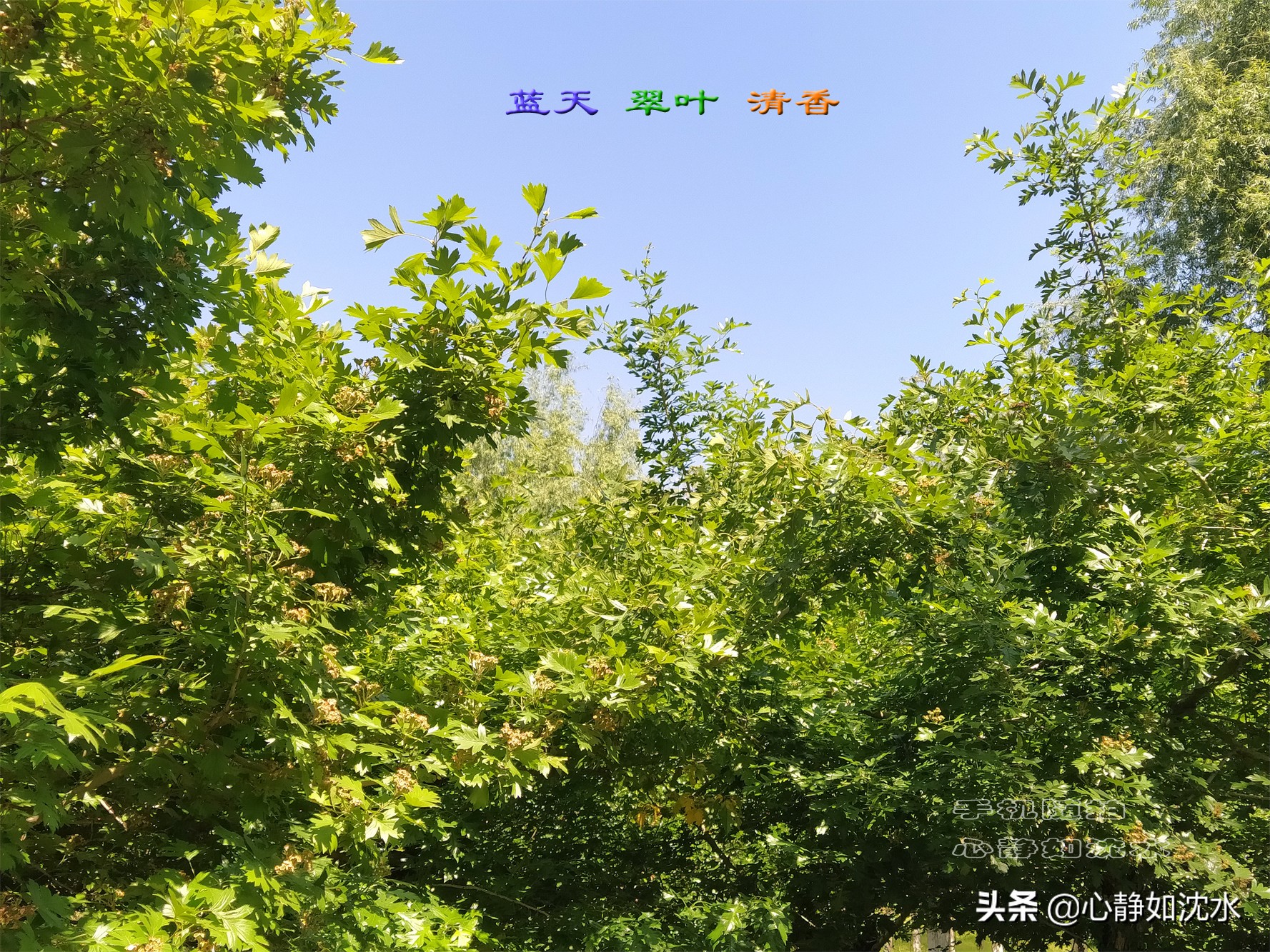 蓝天飘白云,碧叶泛光醉心