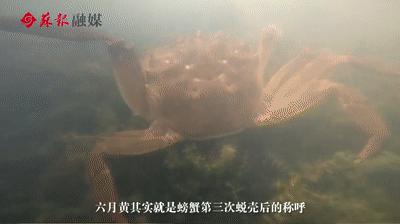 苏州春天第一鲜上市,苏州6月份美食推荐