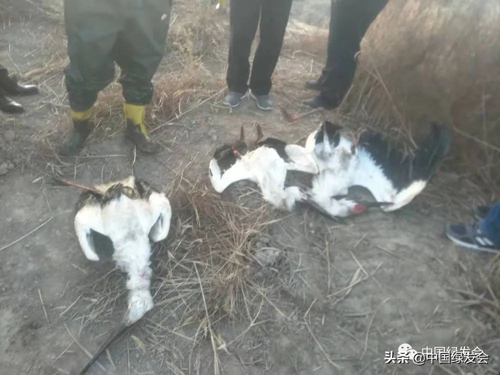 被拆湿地公园,曹妃甸湿地保护区在哪里