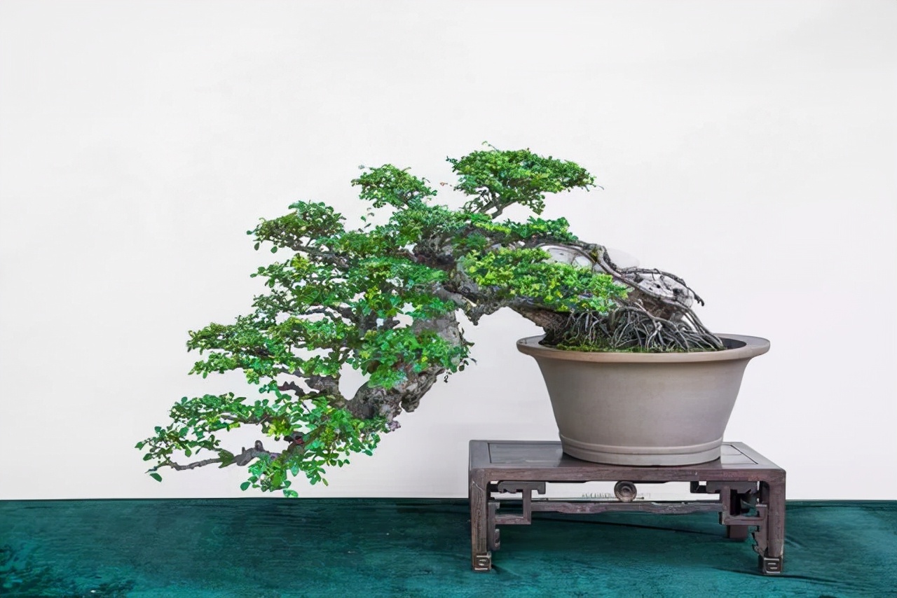 看盆景展里赏心悦目的盆景 (家有盆景茶余饭后赏心悦目)