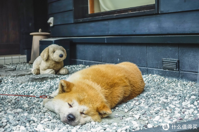 超级震撼的夏日风景,夏季日本旅游15天攻略