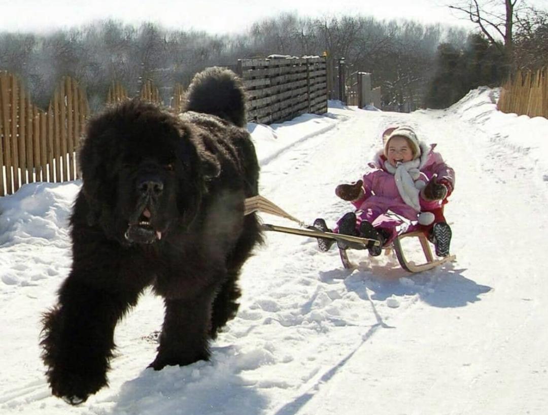 惹人喜爱的萌犬,萌犬