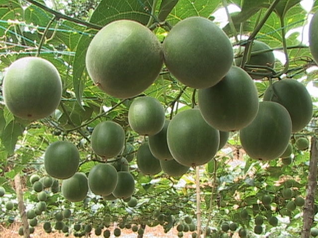 广西十大特产鱼,广西旅游排行榜前十