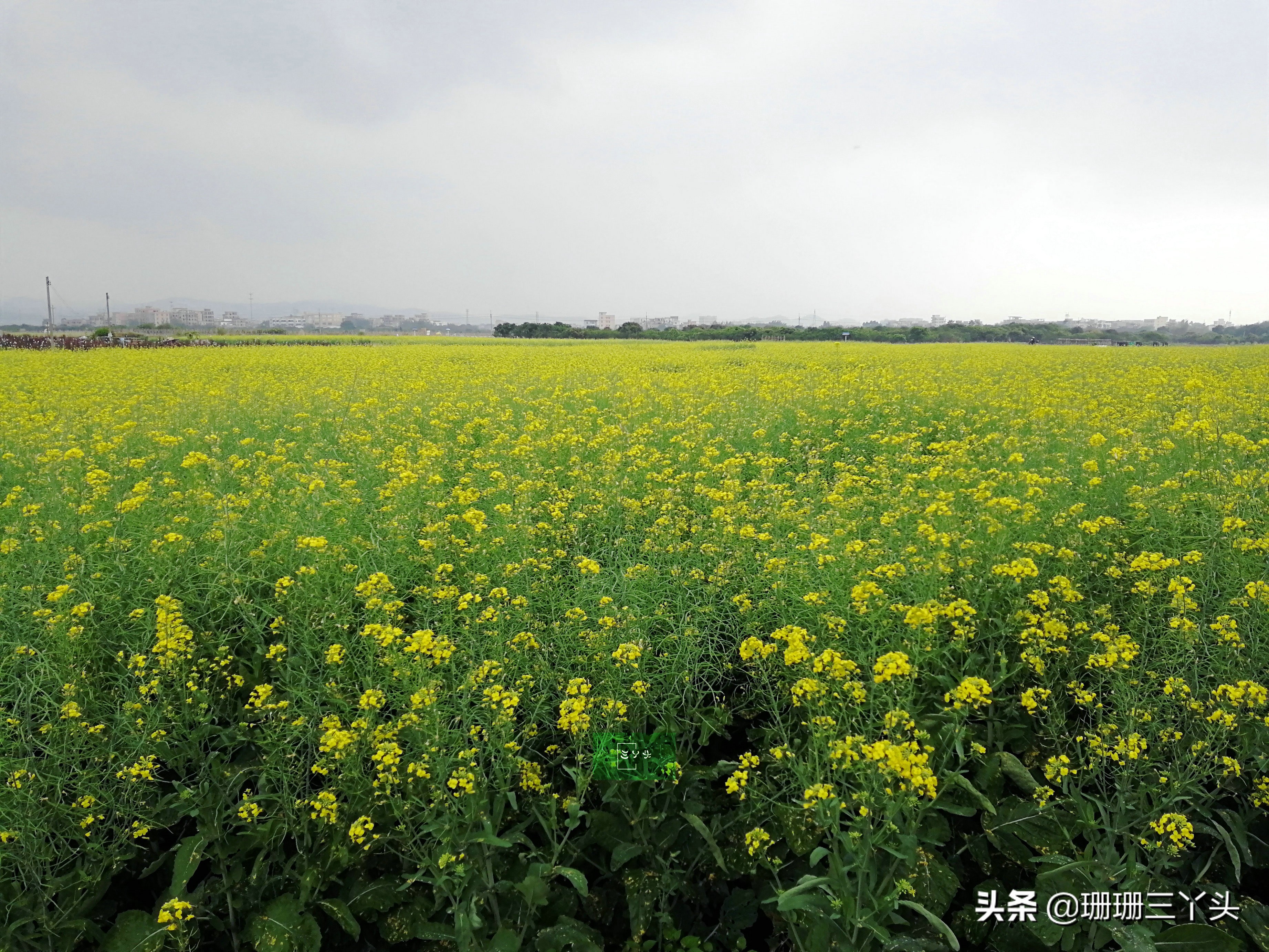 广州春季赏油菜花的地方,广州绝美油菜花海