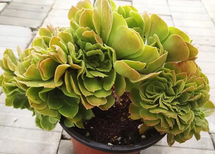 多肉法师韶羞现在能摘心吗,多肉法师欧紫跟韶羞的对比图