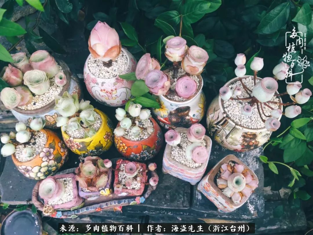 多肉玫瑰怎么才能出状态,多肉山地玫瑰唤醒方法