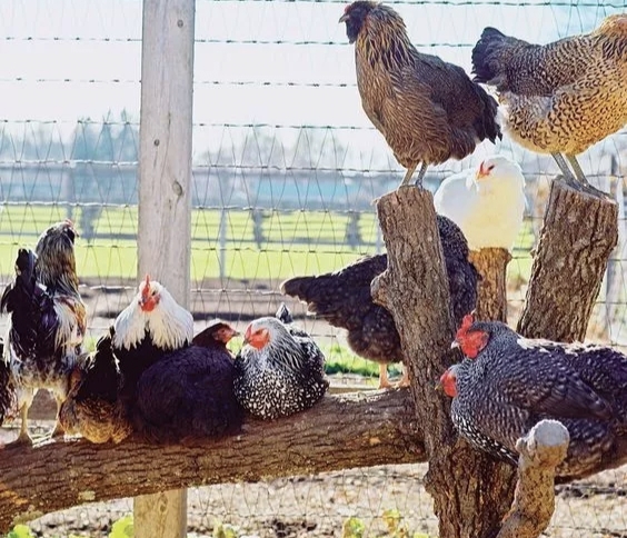 养鸡高手教你管理好鸡,想要把鸡养好