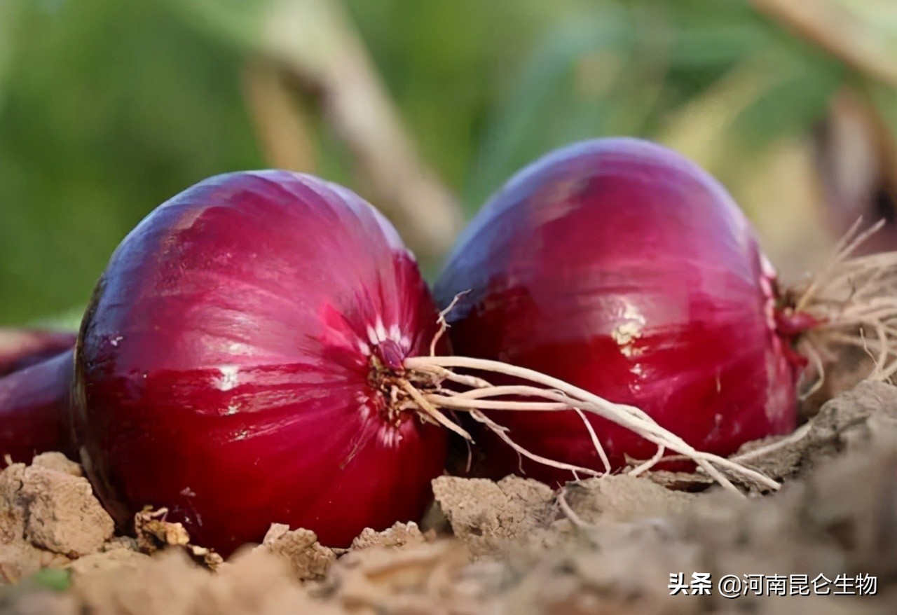 洋葱苗烂根怎么防治,洋葱重茬用什么方法来解决