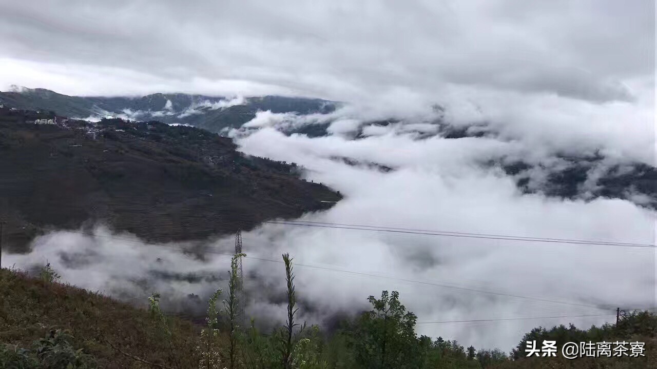 一代名山,南糯山普洱茶是哪个村寨的茶
