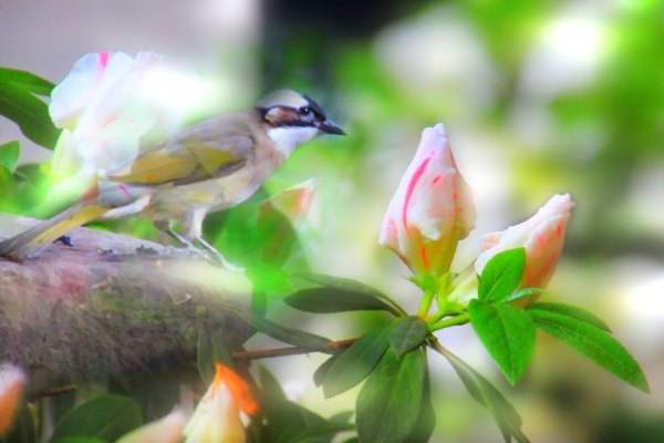 李商隐有句诗“望帝春心托杜鹃”，望帝是什么？这句诗啥意思？