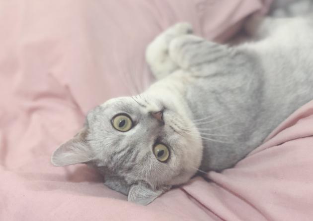 猫咪每天舔主人手指,猫咪给正在上厕所的猫咪舔毛