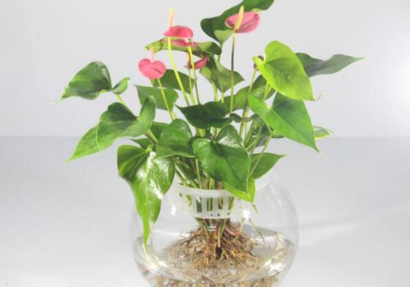 红掌水培叶子发黄烂怎么补救,水培红掌叶边枯黄