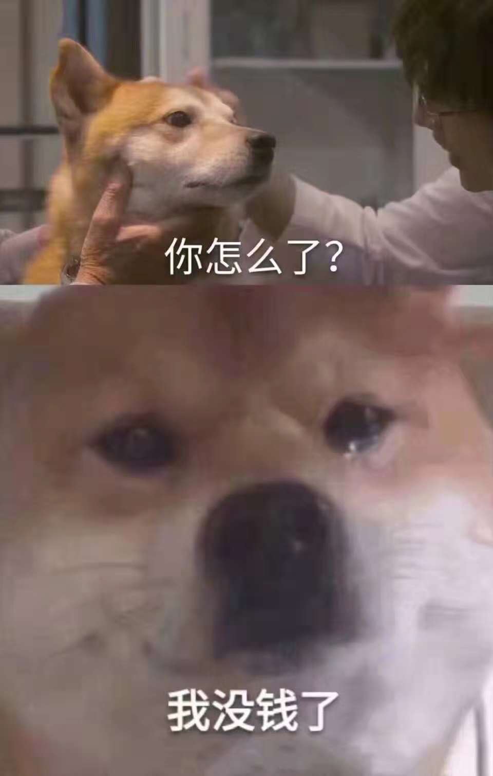 萌宠排行榜,萌宠排行榜1到50名