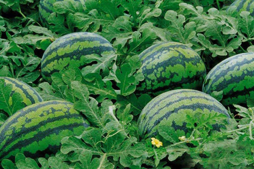 夏日消暑诗词每一句都很清凉,三伏天在诗词里消暑纳凉