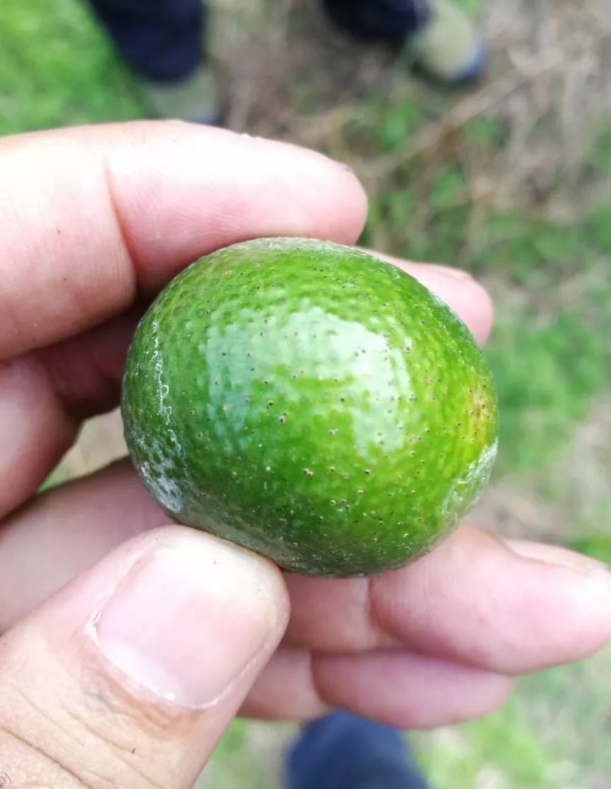 柑橘表皮有疙瘩怎么治疗,柑橘沙皮病危害