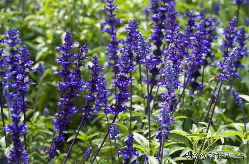 洋苏草花语,洋苏草的花语和寓意