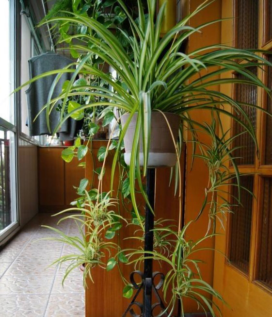 吊兰抽穗长出许多小吊兰怎么处理,吊兰不开花怎么办呢