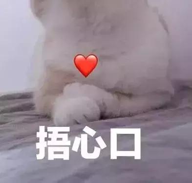 铲屎官常备的药,铲屎官该如何治疗和预防