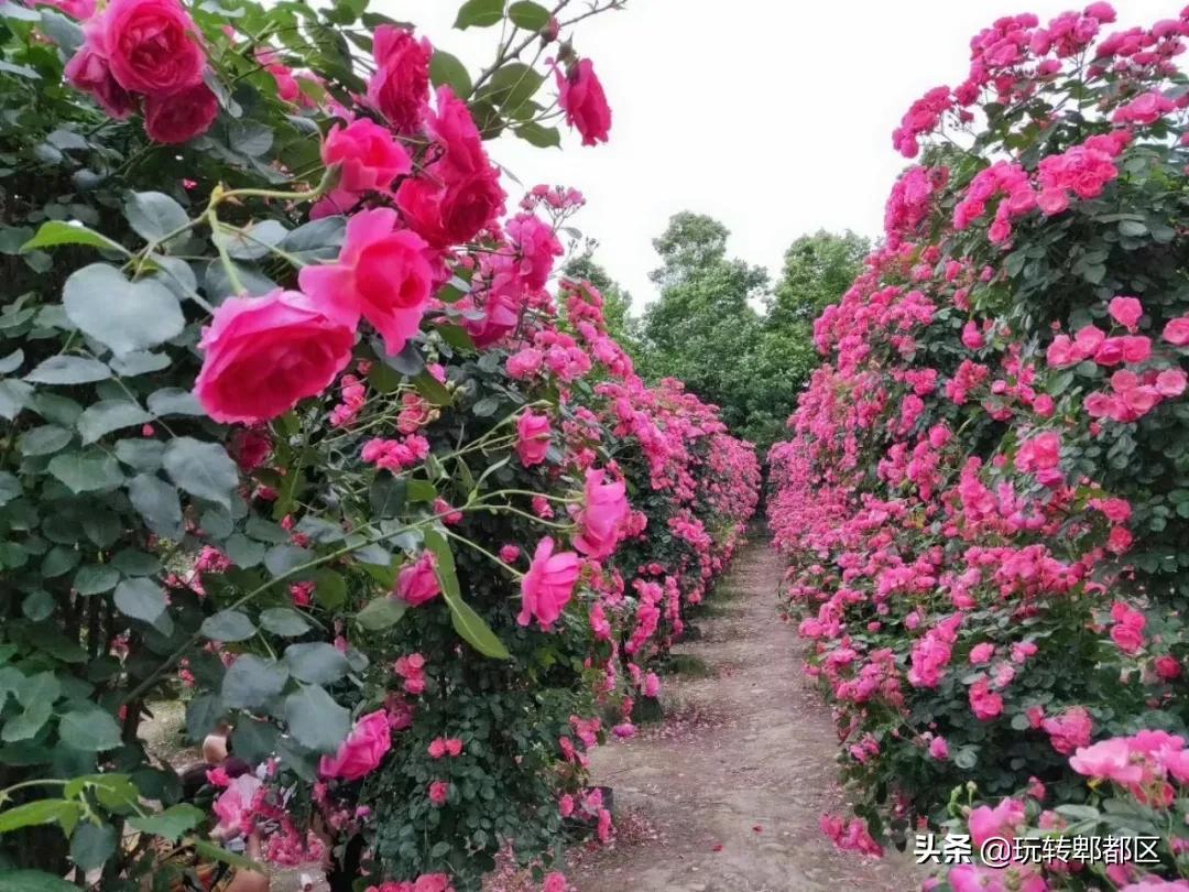 郫都区最美的花海,成都郫都花乡玫瑰开放了吗