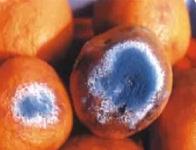 龙之道柑橘虫害防治,龙之道柑橘