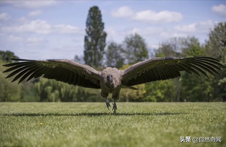 金雕猛禽排名,猛禽战斗力排行榜第一名