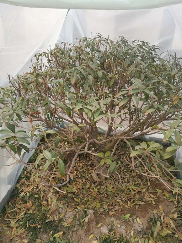 桂花怕冷吗北方怎么养,桂花冬天不怕冻