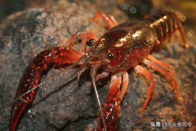 扒一扒大众甲壳虫的一串黑历史,扒小龙虾的视频