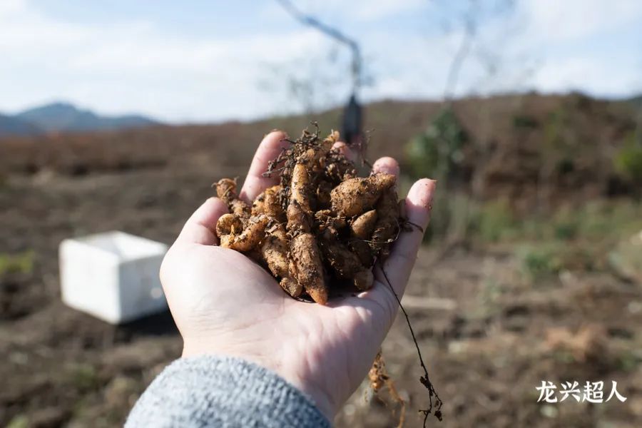 达州道地药材天麻,正宗中药材天麻