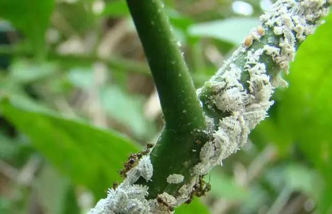 果树蚧壳虫怎样彻底消灭物理治疗,果树蚧壳虫怎么彻底消灭妙招