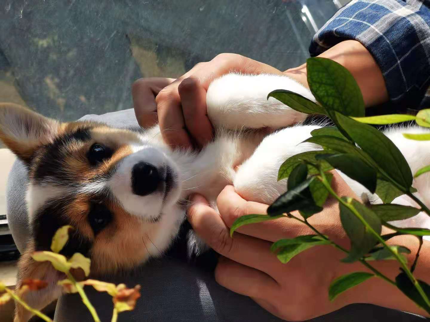 钀岀嫍鐙楃殑骞哥鐢熸椿,钀岀嫍濂剁洊