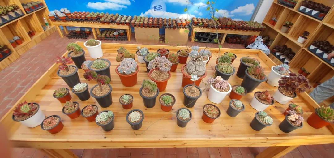 这个年销量上亿株多肉的县城，举办了首届多肉电商节