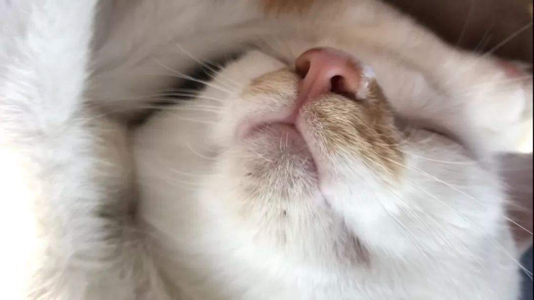 猫咪黑下巴红霉素和凡士林用多少,猫咪总是流棕色眼泪还有点黑下巴