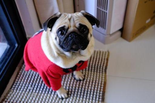 巴哥犬的9大优缺点,巴哥犬优点真不少