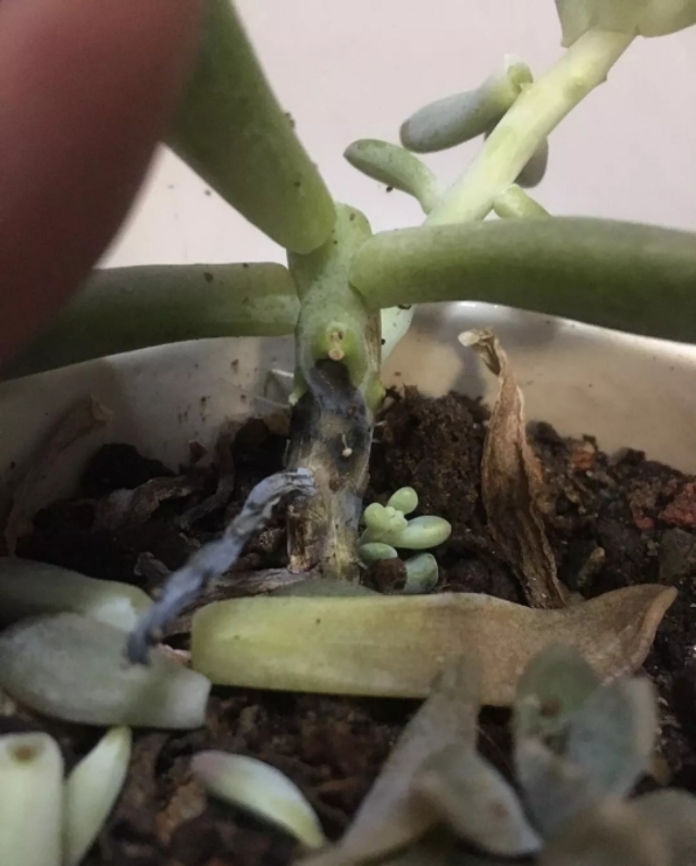 多肉得黑腐病无药可救？那是你不会处理，尽早手术还能延续生命